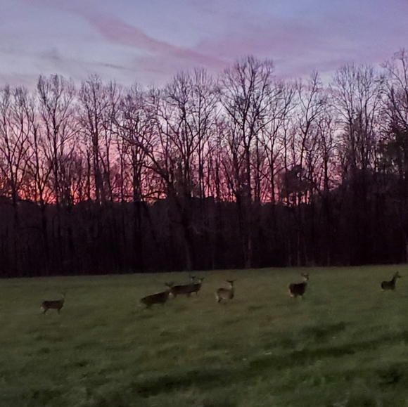 Meet your Posher, Katie - Picture 1 of 1